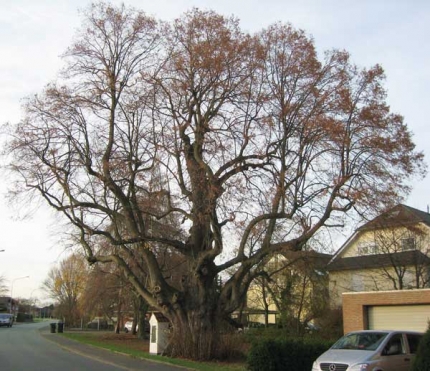 Bild 4 von Linde an der Gesselner Straße